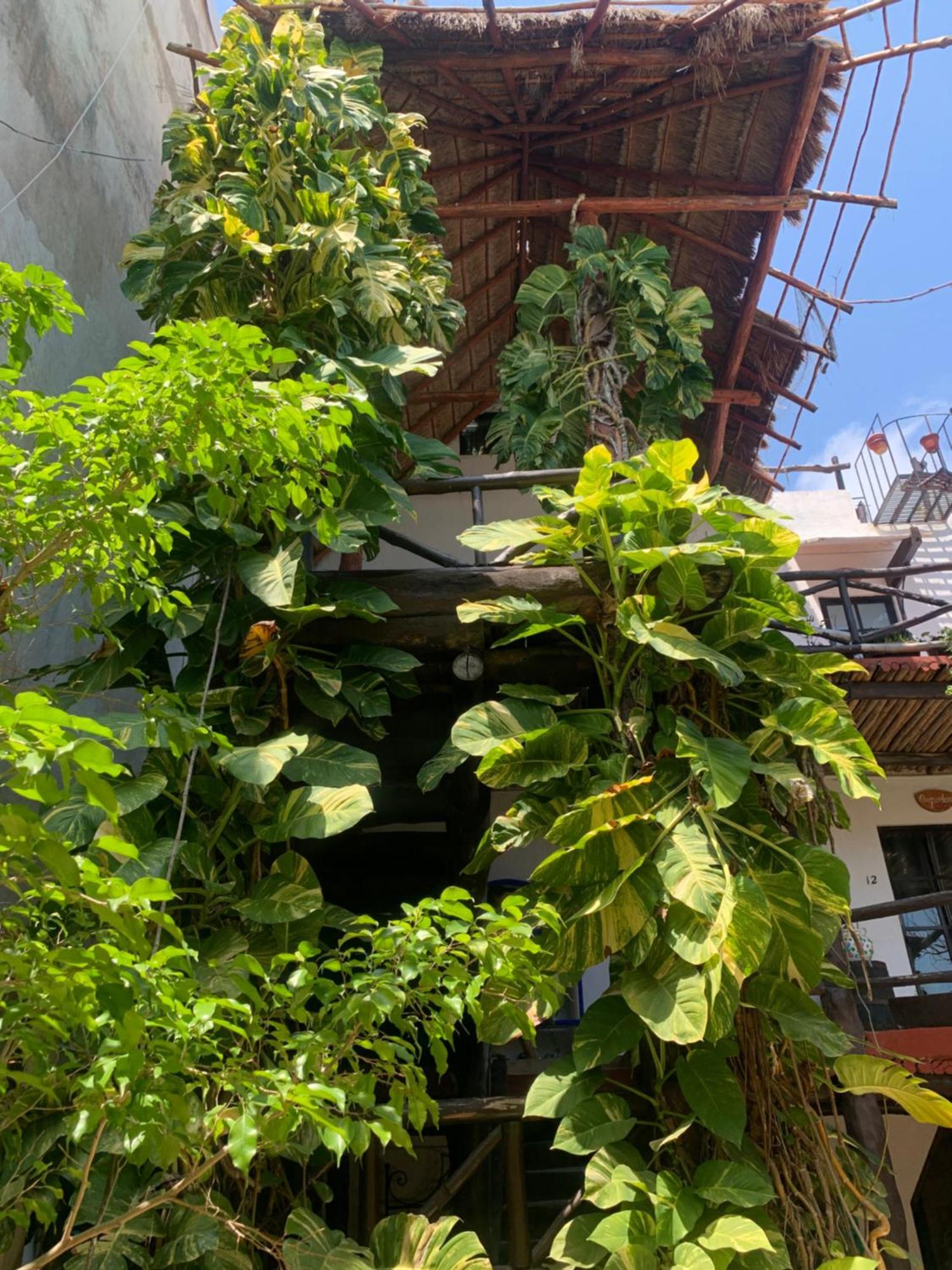 Casa Caribe Cancun Luaran gambar A green wall in Mexico City